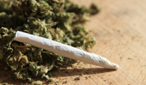 marijuana1