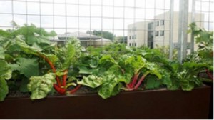 greenroof2