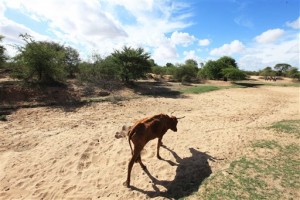 In this photo taken Sunday Jan. 29, 2016, impoverished cattle walk along a dried up river bed in the village of Chivi, Zimbabwe. Zimbabwean president Robert Mugabe has declared a state of disaster as the country struggles to deal with a drought afflicting the region. (AP Photo/Tsvangirayi Mukwazhi)