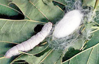 Eco_Friendly_Silk