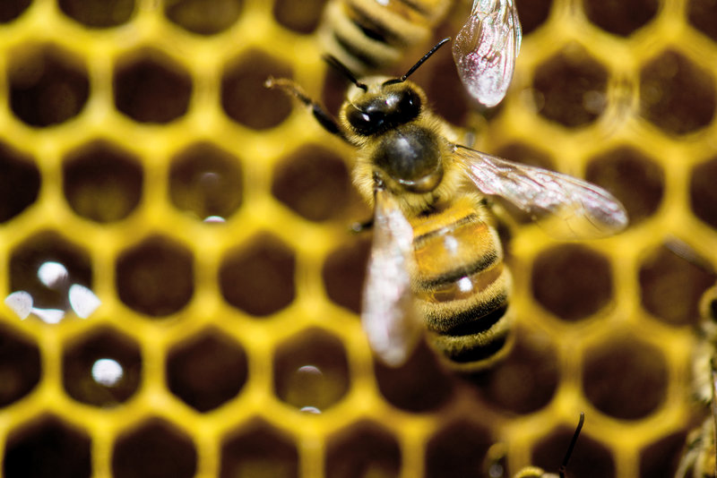 honeybee_custom-80bb7e068307e617ad8b91b388850f0445d6b9e0-s800-c85