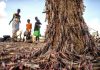 New, Larger Wave of Locusts Threatens Millions in Africa